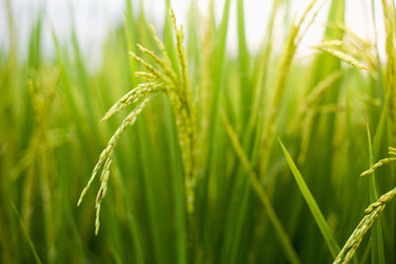 The rice that is going to be yellow soon