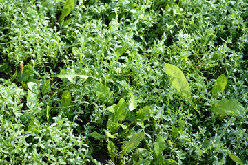 Green grass covered with morning dew in a summer garden. Natural background