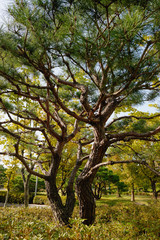 Obraz premium Large coniferous tree. Close-up and branches of a tree trunk on top. Pine branches grow in different directions, view from below. Pine tree against the blue sky.