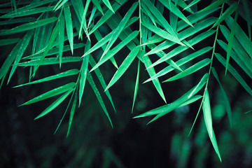 Bamboo leaves after rain stopped