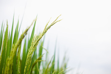 The rice that is going to be yellow soon