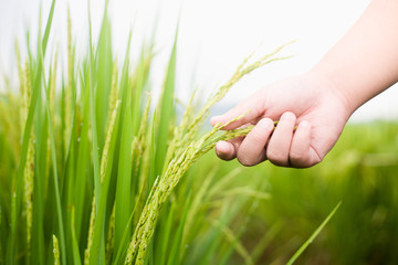 The hand of the man who was catching the rice