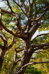 Large coniferous tree. Close-up and branches of a tree trunk on top. Pine branches grow in different directions, view from below. Pine tree against the blue sky.