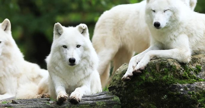 Artic wolf family on the rock in the forest during the autumn