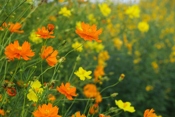 Orange flowers in the garden, give a fresh feeling.