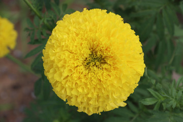 Flowers on a green backdrop, yellow flowers.
