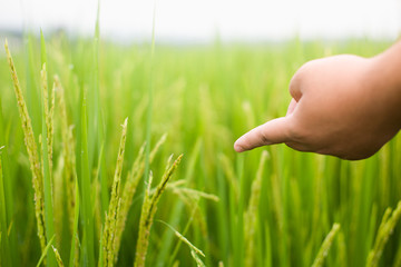 The hand of the man who was catching the rice