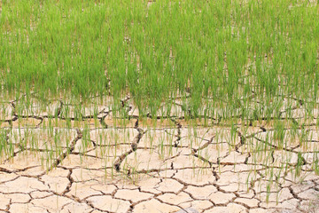 Weather Affects Cultivation