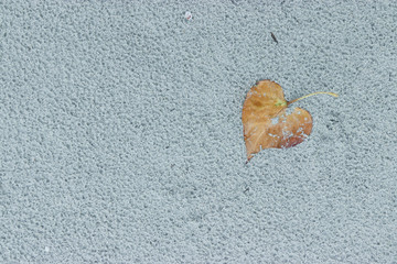 Dry leaves on the ground, sand, concept illustrations, captions, or background image on the computer.