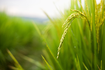 The rice that is going to be yellow soon