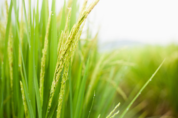 The rice that is going to be yellow soon