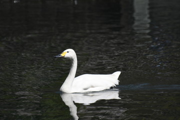 オオハクチョウ