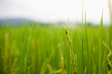 The rice that is going to be yellow soon