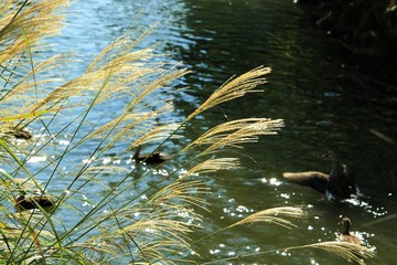 ススキと池