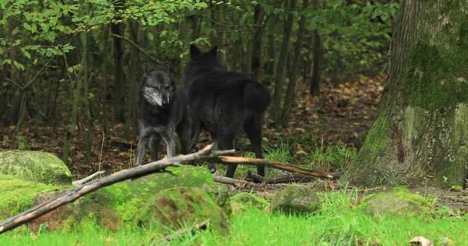 Timberwolf playing in the forest