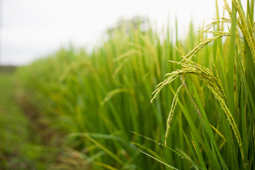 The rice that is going to be yellow soon