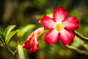 Beautiful Desert rose flower in the garden with blurry green leaf in the background, Mock azalea flowers, Impala lily flower
