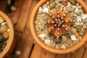 Beautiful Cactus in the garden, brown background