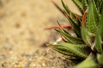 Beautiful Cactus in the garden, brown background