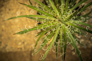 Beautiful Cactus in the garden, brown background