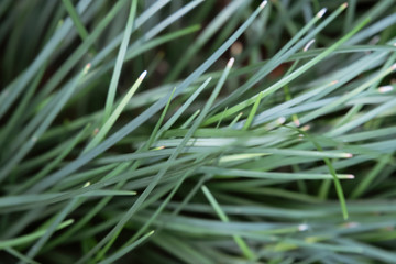 close up Green grass background in the garden