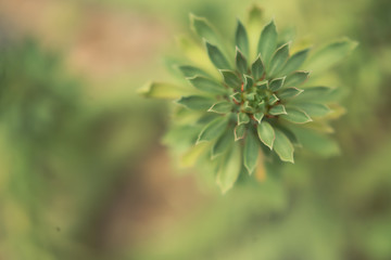 monadenium lugardiae, Beautiful Cactus in the garden