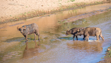 African buffaloes cross the Luvuvhu river in the Pafuri region of the Kruger National Park in South Africa image in horizontal format with copy space