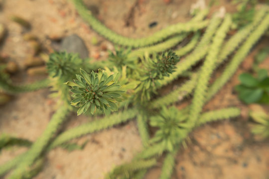 monadenium lugardiae, Beautiful Cactus in the garden