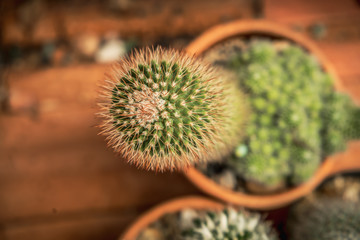 Beautiful Cactus in the garden, Brown pot