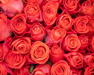 bouquet of roses background.