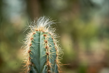 Beautiful Cactus in the garden, green  background