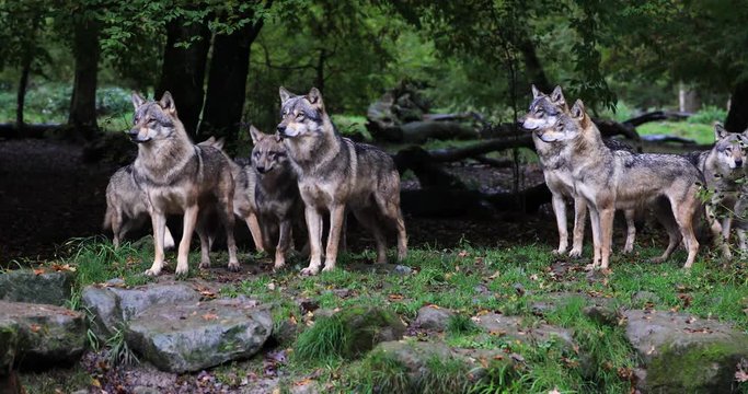 A group of Grey wolf in the forest