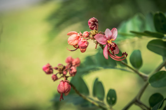cassia roxburghii, Beautiful tree in the garden