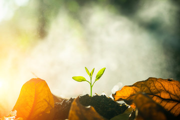 The seedling are growing in the soil with the backdrop of the sun or sunlight. / Wherever the tree...
