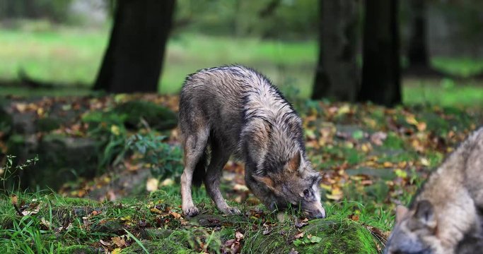 Grey wolf eating in the forest