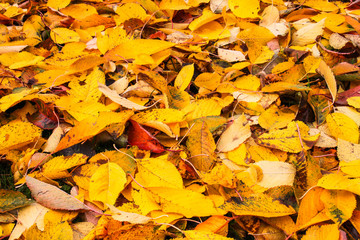 Herbstlaub 1