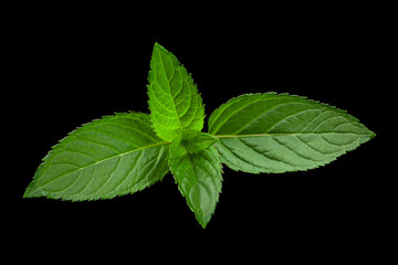 Peppermint leaf closeup