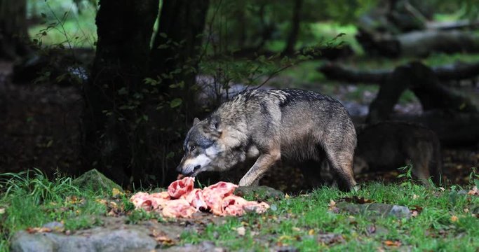 Grey wolf eating in the forest