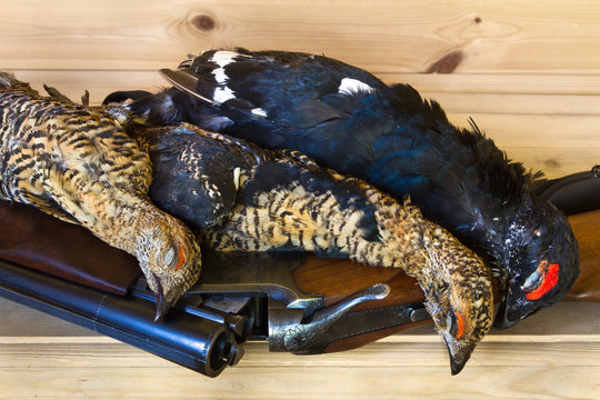 three downed blackcocks lie on a wooden shelf on top of a shotgun