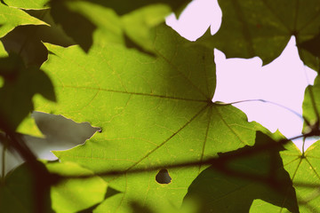 Green maple leaf on a tree branch lit by the sun closeup. Retro style