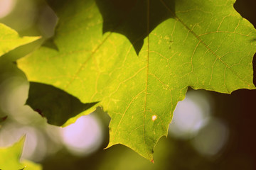 Green maple leaf on a tree branch lit by the sun closeup. Retro style