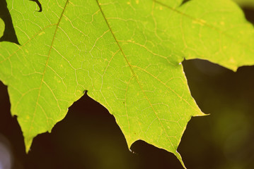 Green maple leaf on a tree branch lit by the sun closeup. Retro style