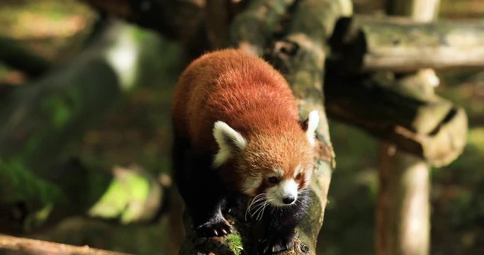 Red panda walking on the tree  in the forest 