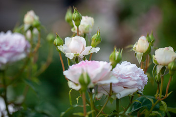 バラ/品種/エウリディーチェ/Euridice