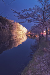 滋賀県彦根市の彦根城周辺のお堀に咲く満開の桜のライトアップです
