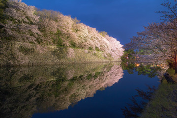 滋賀県彦根市の彦根城周辺のお堀に咲く満開の桜のライトアップです