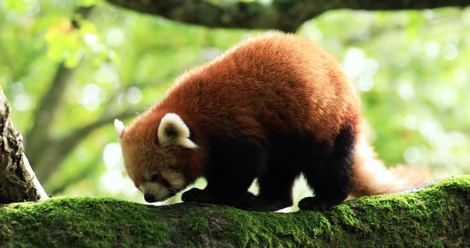 Red panda walking on the tree  in the forest 