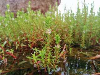 moss on tree