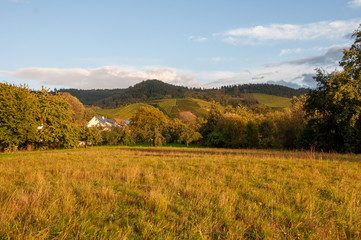 Obraz premium Weinberge im Herbst