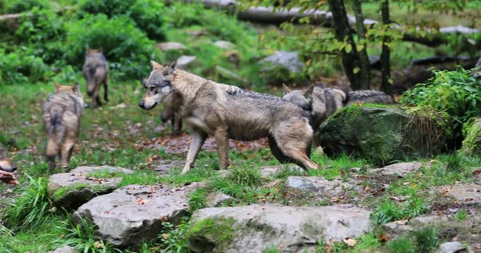 Grey wolf walking in the forest